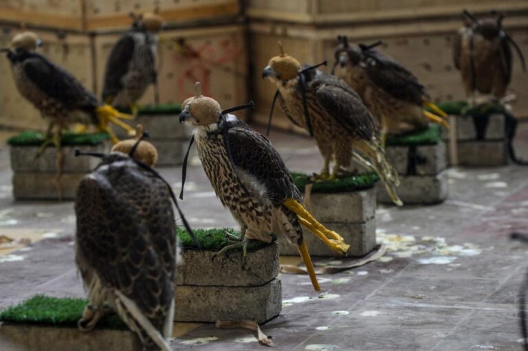 تصور خام در سوداگری در قاچاق پرندگان شکاری‌
