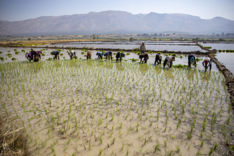 کشت برنج در اصفهانِ فرونشسته