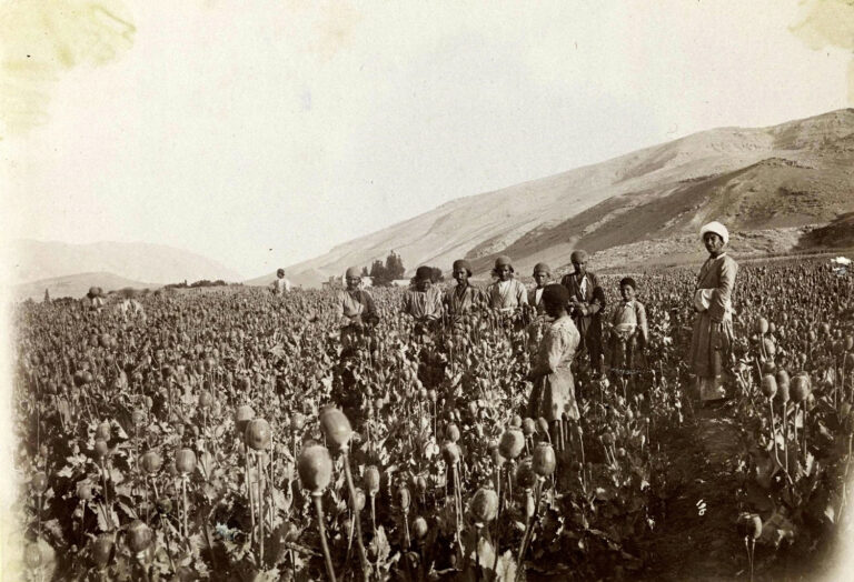 کشت دوباره خشخاش زیر ذره‌بین