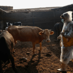 تب خاموش دام‌ها