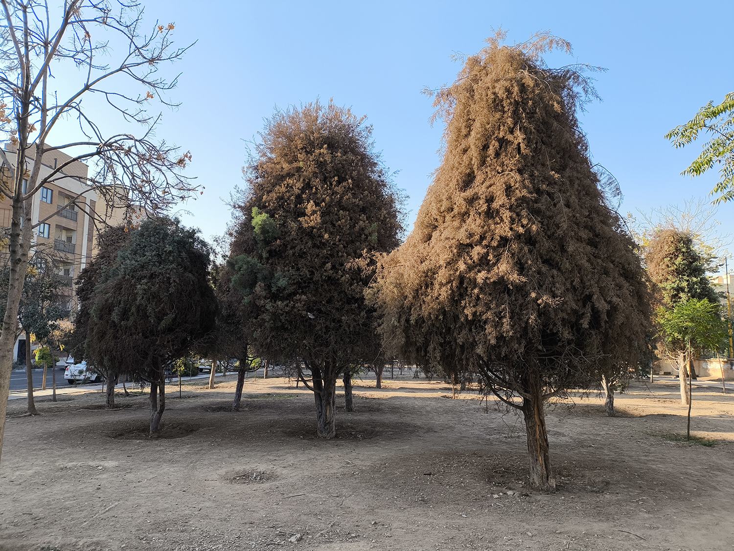 سروهای نقره‌ای پارک «باصفا ۲» درگیر ویروس