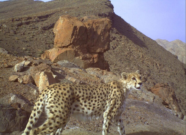 یوز را تکه بافی نجات نمی‌دهد