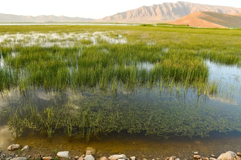 تالاب‌ها در کانون توجه جهانی