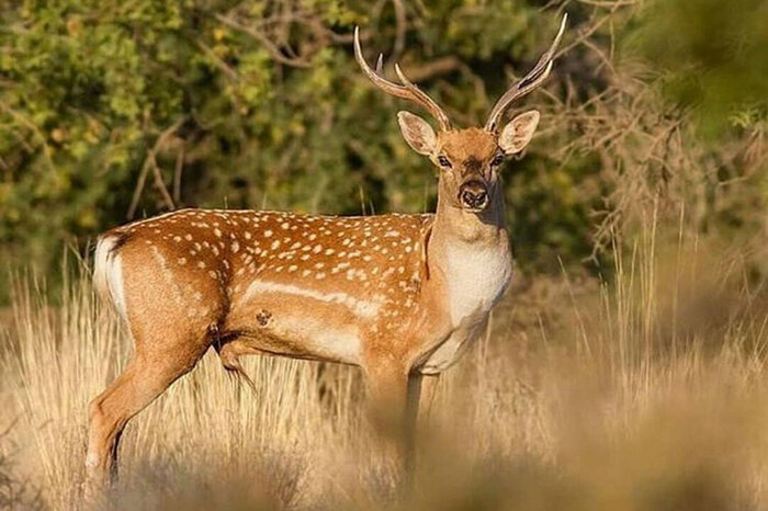 گوزن زرد ایرانی؛ گنجینه‌ای ملی در طبیعت مازندران