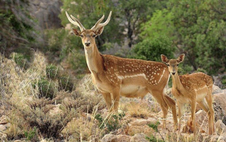 اولین گوساله گوزن زرد ایرانی در سال جدید در سایت فندقلو متولد شد
