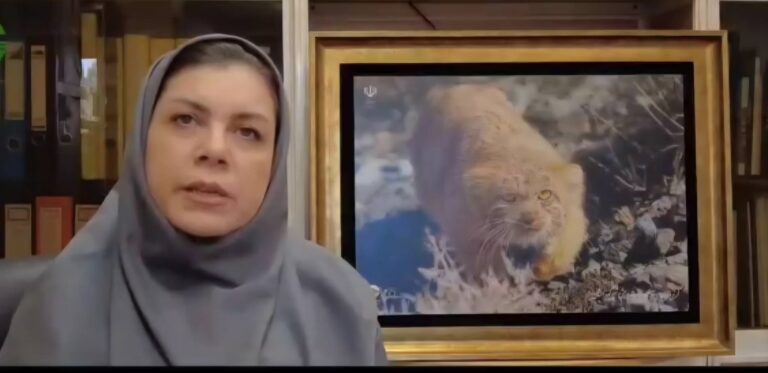 اجرای تمهیدات فوری برای حفاظت از حیات‌وحش در پی افزایش تنش‌ها و خسارات انفجاری