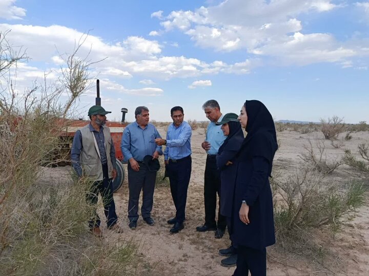آلودگی ۳۰۰ هکتار از تاغزارهای استان سمنان به آفت ملخ کوهاندار/ ۲۰۰ هکتار در شرایط بحرانی