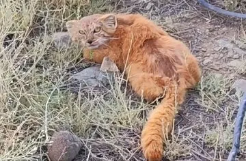 ثبت حضور گربه پالاس برای نخستین‌بار در زبرخان خراسان رضوی