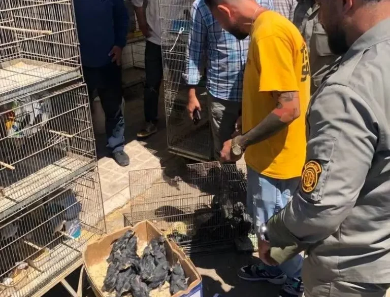 کشف و ضبط ۳۰۰ قطعه پرنده و جانور وحشی در بازار خلیج‌فارس