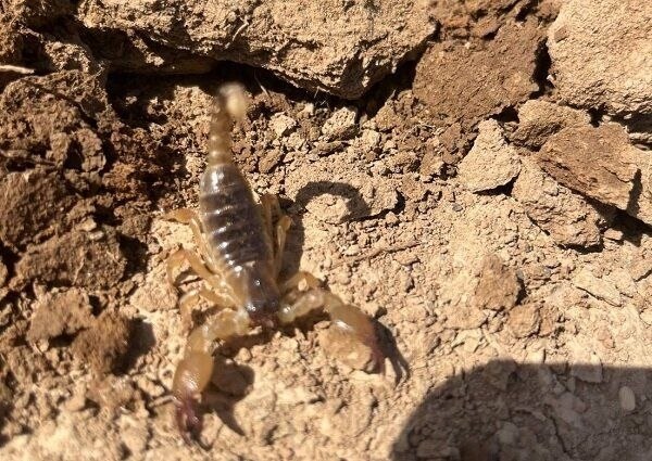 گونه نادر «عقرب چنگال پهن» در دشت اله‌آباد قزوین شناسایی شد