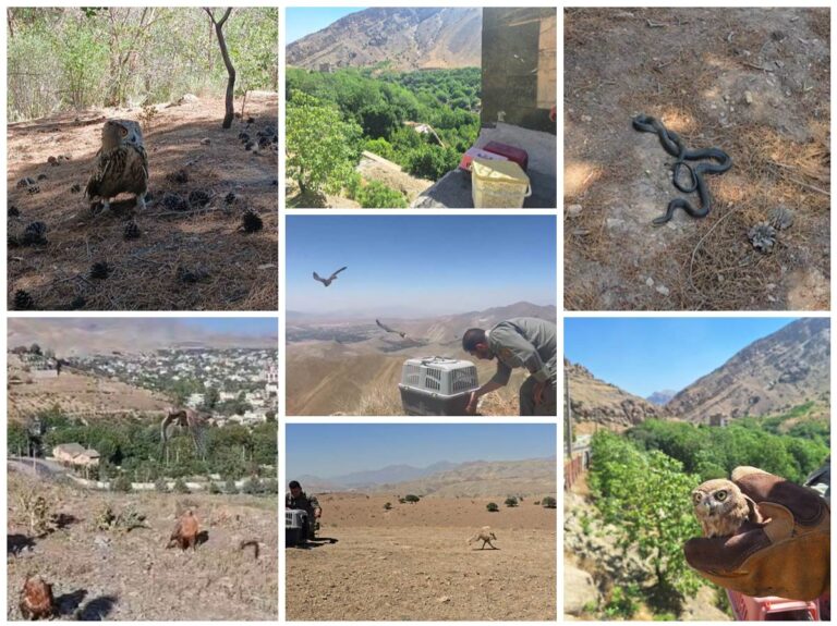 بازگشت حیات‌وحش به طبیعت؛ ۳۵ گونه جانوری در مناطق حفاظت‌شده تهران رهاسازی شدند