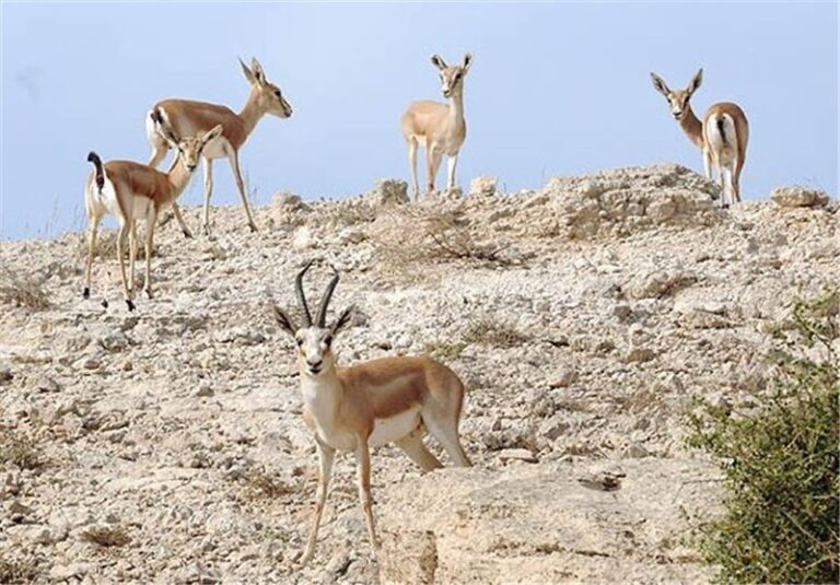 تلف شدن ۲۵ رأس آهو در جزیره خارگ بر اثر حملات اخیر