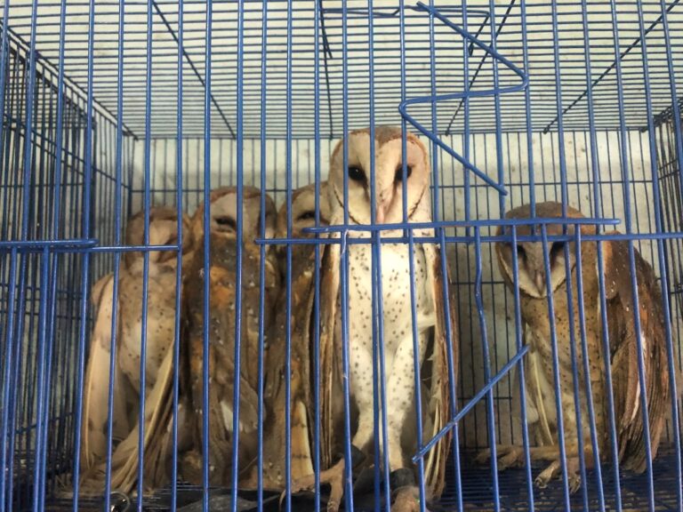 برگزاری نخستین اجلاس جهانی مقابله با محتوای خشونت علیه حیوانات در اندونزی