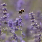 حمله به زبان بویایی ساکنان زمین