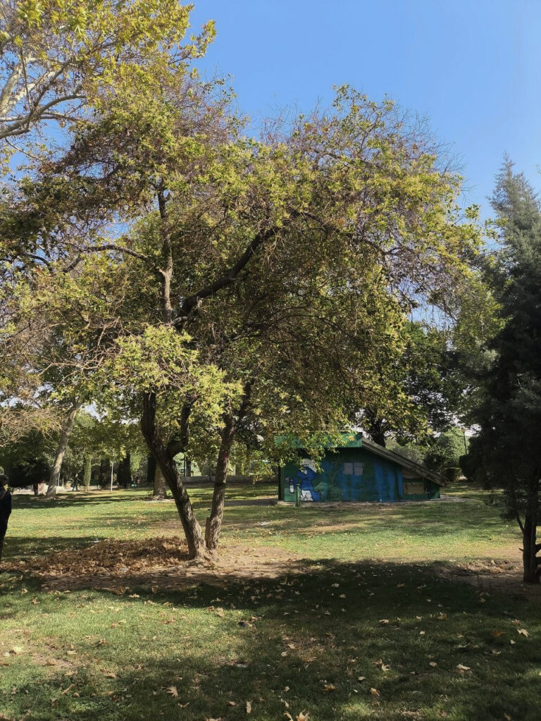 رخ زرد چنارهای پارک «لالـــــــــــه»