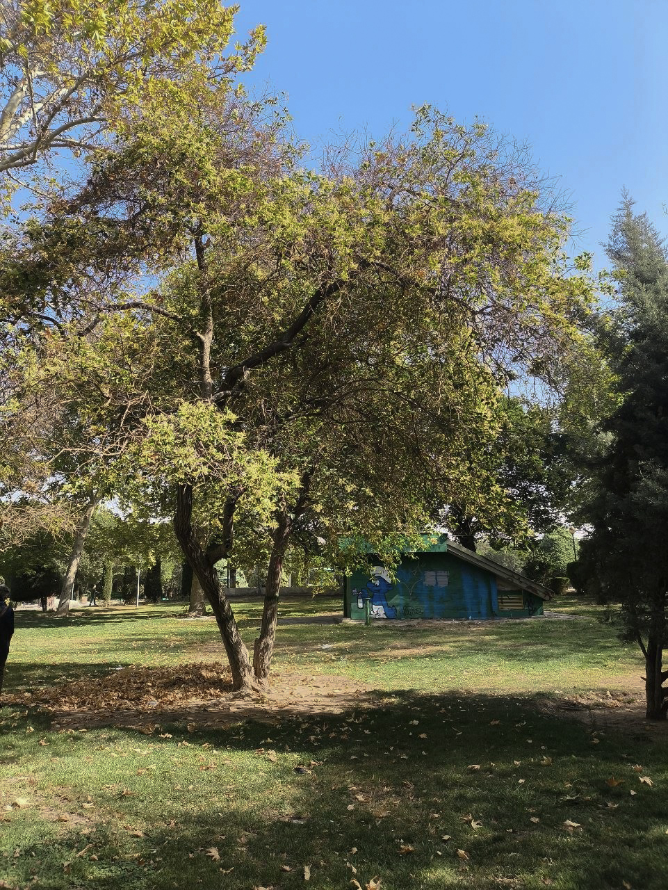 رخ زرد چنارهای پارک «لالـــــــــــه»