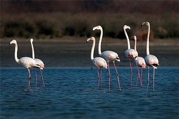 «فرش قرمز» دریاچه ارومیه برای فلامینگوها