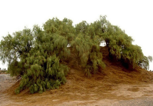 «۱۰ میلیون هکتار در محاصره غبار؛ ۶۰۰ میلیارد تومان برای نجات ریه‌های ایران»