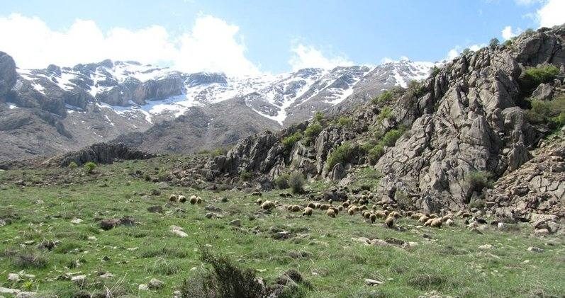 بیستون فراتر از تاریخ، پناهگاه حیات وحش غرب ایران
