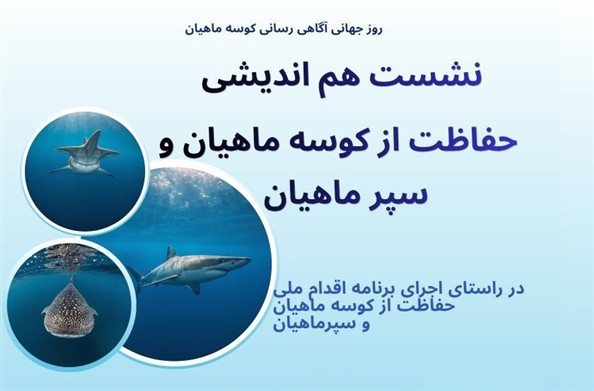 نشست تخصصی حفاظت از کوسه‌ماهیان؛ گامی برای پایداری اکوسیستم‌های دریایی ایران