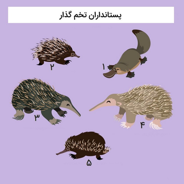 تک‌سوراخ‌سانان