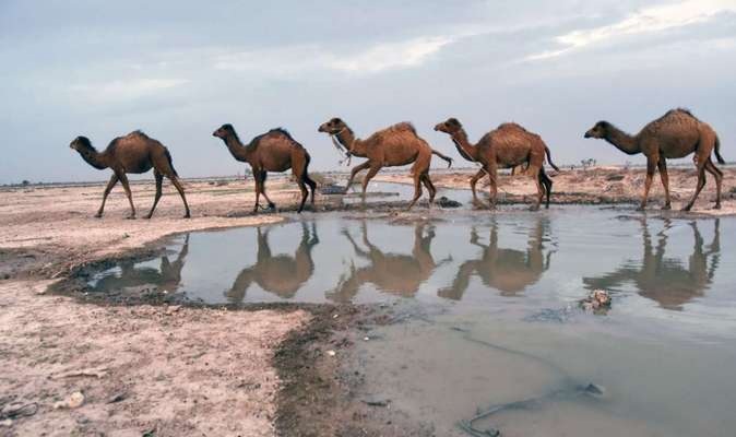 ۴۵۰ شتر از زیست‌بوم «هامون صابوری» خارج شدند