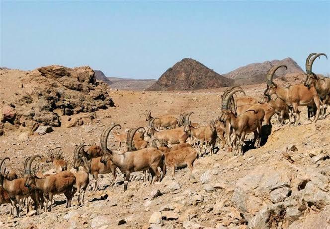 هشدار سازمان محیط زیست درباره تهدید ۸۰ درصد از گونه‌های حیات وحش ایران در پی تنش‌های نظامی اخیر