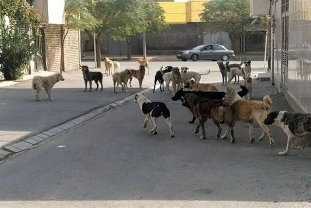 فوت کودک ۳ساله سنندجی در پی حمله سگ‌ها