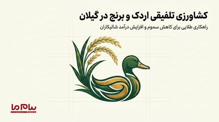 راهکاری طلایی برای کاهش سموم و افزایش درآمد شالیکاران