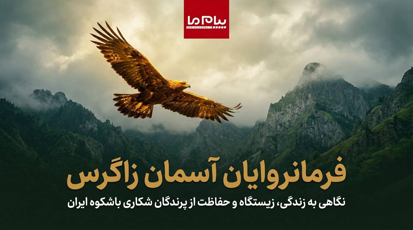 عقاب طلایی، بهله و شاهین در خطر؛ خشکسالی و شکار غیرمجاز پرندگان شکاری زاگرس را تهدید می‌کند