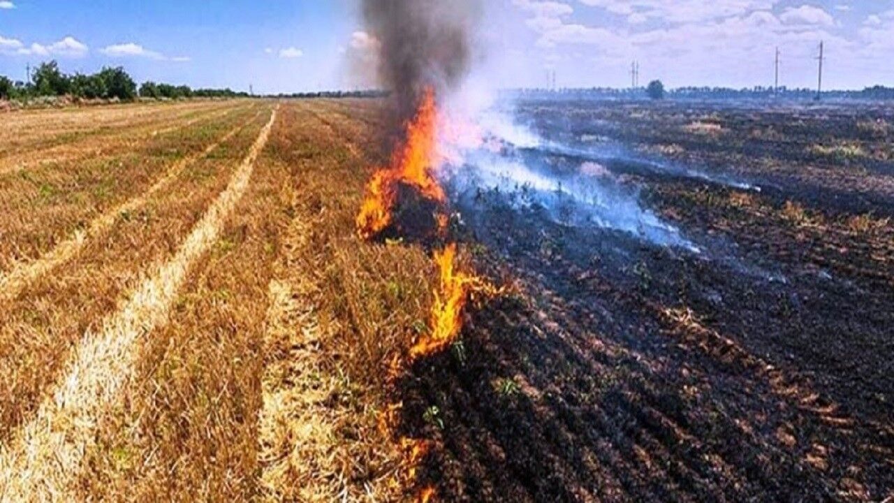 هشدار محیط زیست کرمانشاه درباره جارسوزی و خطر آتش‌سوزی در زیستگاه‌های طبیعی