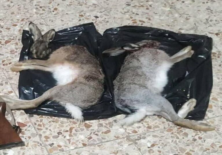شکارچیان خرگوش در نهاوند به اشد مجازات محکوم شدند