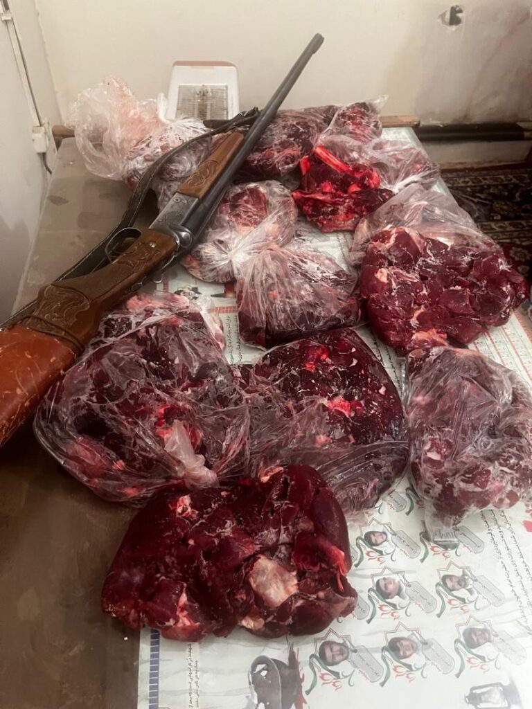بازداشت شکارچی قوچ وحشی در کرمان با همکاری پلیس اطلاعات
