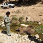 عامل تلف شدن خرس در مشگین‌شهر به توزیع بروشور حیات‌وحش محکوم شد