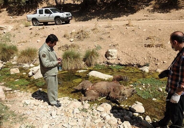 عامل تلف شدن خرس در مشگین‌شهر به توزیع بروشور حیات‌وحش محکوم شد