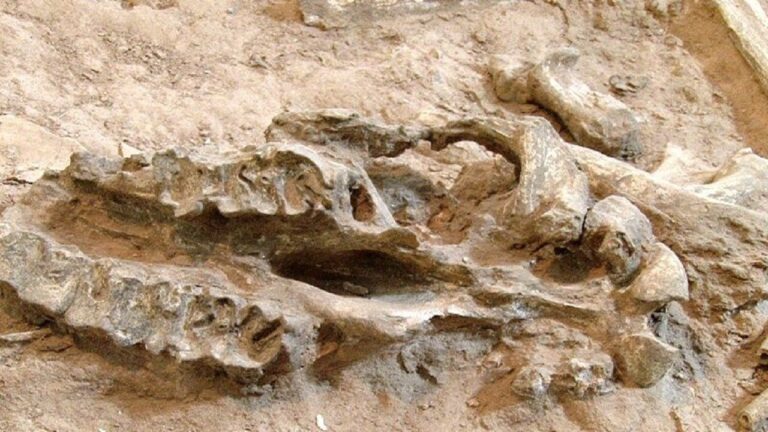 شتاب در تکمیل مرکز فسیل‌شناسی مراغه