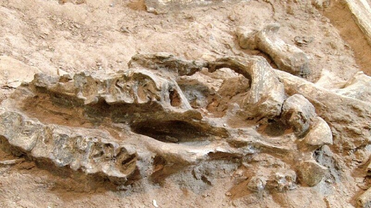 شتاب در تکمیل مرکز فسیل‌شناسی مراغه