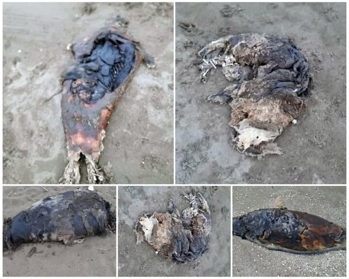 لاشه ۲ فوک خزری در میانکاله و محمودآباد کشف شد