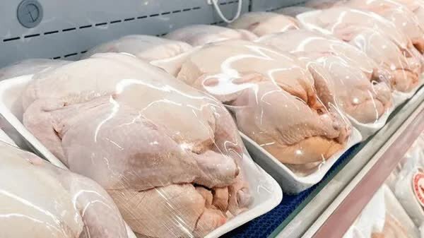 اصلاح صنعت مرغداری با طرح «مرغ سایز»