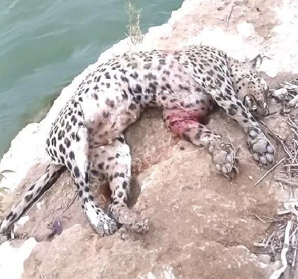 کشف لاشه پلنگ در رودخانه خرسان لردگان؛ علت مرگ این گونه ارزشمند در حال بررسی است