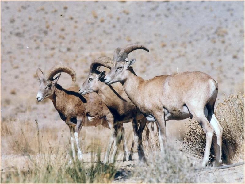 دستگیری شکارچی غیرمجاز در بندرعباس