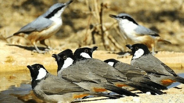 دستگیری صیاد غیرمجاز در دیّر؛ کشف ۱۶ قطعه بلبل‌خرما از متخلف