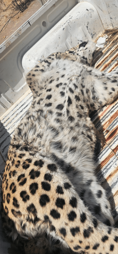 جزئیات کشف لاشه پلنگ در پناهگاه حیات‌وحش عباس‌آباد