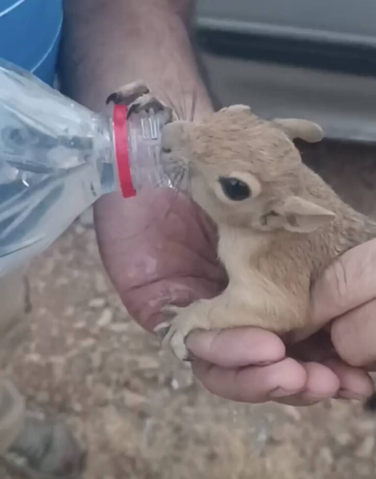 نجات سنجاب تشنه در کرمانشاه