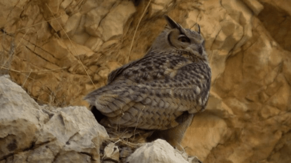 ثبت نخستین حضور شاه‌بوف در زیستگاه ارم دشتستان