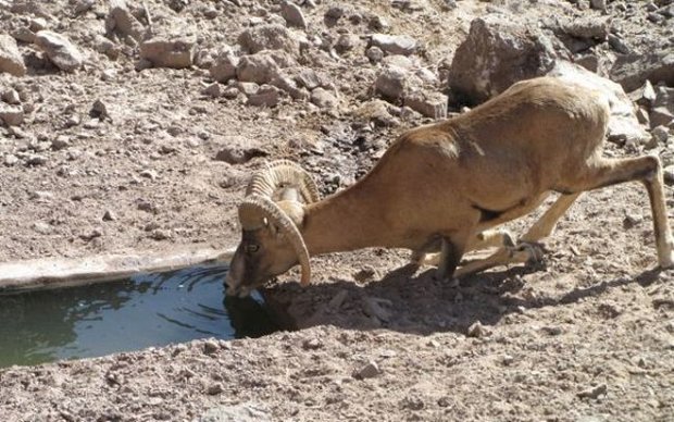 آبرسانی حیات‌وحش همدان
