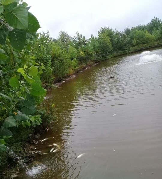 خسارت ۴ میلیاردی به آبزی‌پرور بابلی بر اثر قطعی برق غیرمنتظره