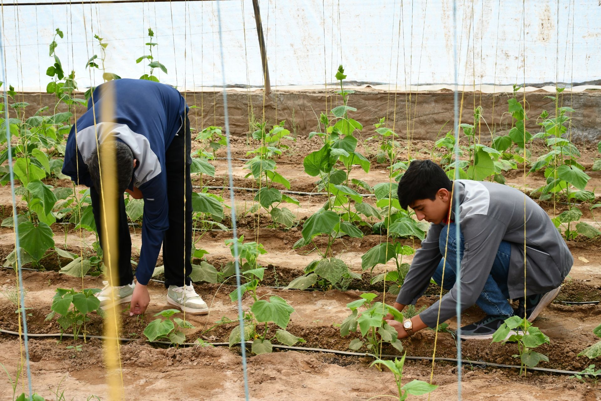 جوان‌سازی کشاورزی با اصلاح نظام آموزشی