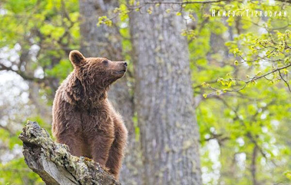 دیگر خبری از غذا دادن به خرس سبلان نیست