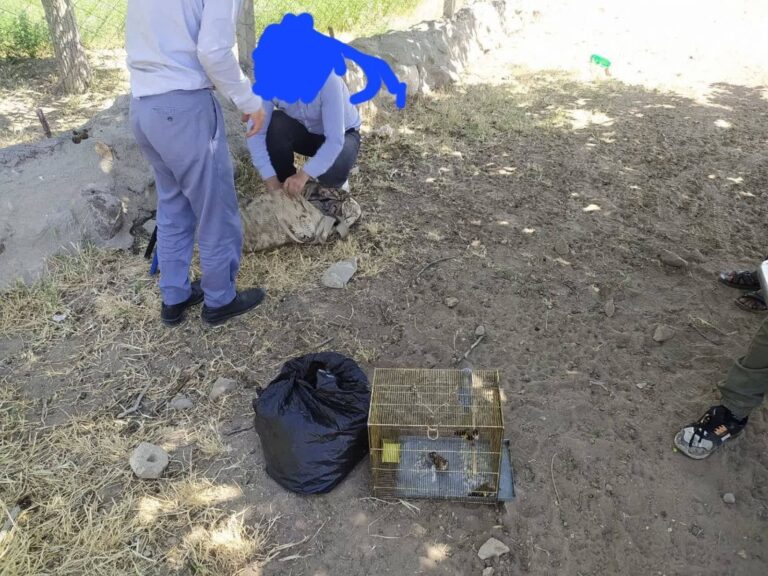 دستگیری متخلفان زنده‌گیری پرندگان در عجب‌شیر و رهاسازی ۱۵ قطعه پرنده